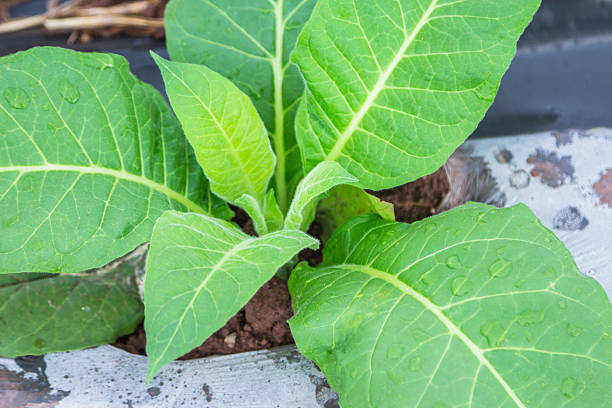 istock tobacco plant 483917475
