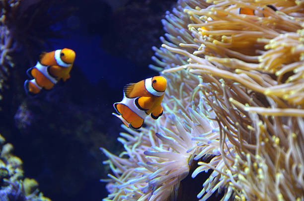 istock Clown fish in the reef 483917665