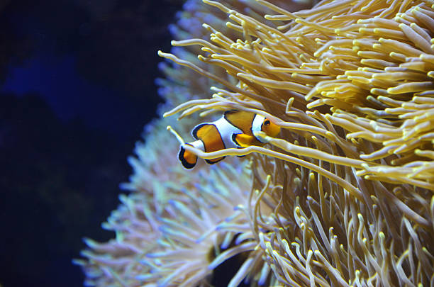 istock Cute orange white clown fish in the reef. 483917683