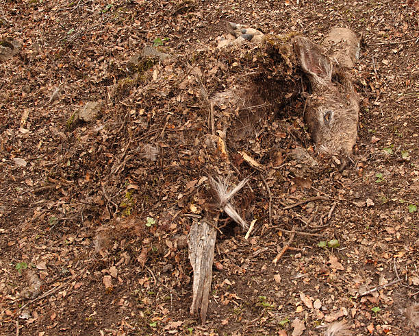 Veado em'cache'por Lince vermelho - fotografia de stock