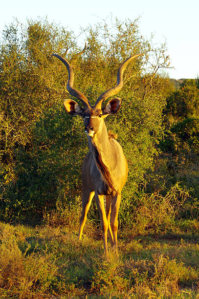 Greater kudu stock photo
