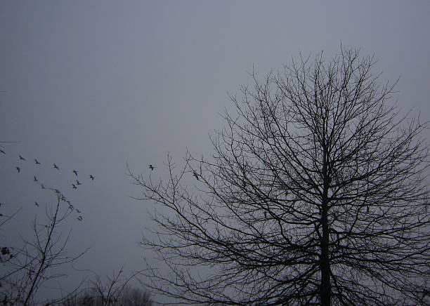 istock Canadian  Geese in Flight at Dusk 483919294