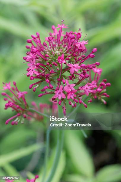 Jupiter Flower Tree Centranthus Jupiters Beard Stock Photo - Download Image Now - 2015 ...