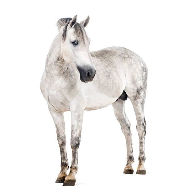 istock Andalusian horse 483919788