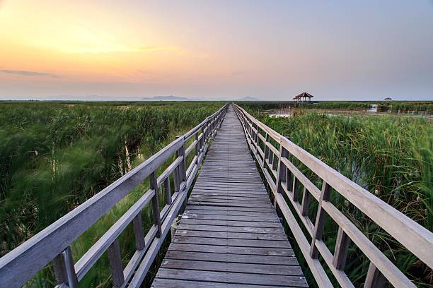 istock Sunset in marsh at Sam Roi Yot National Park,Thailand 483919840