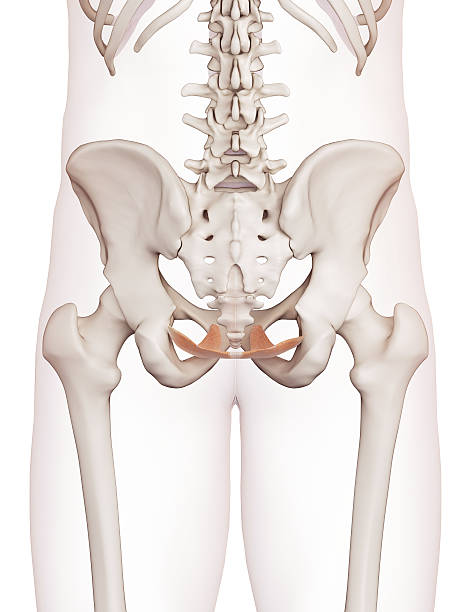 istock medical illustration 483919960