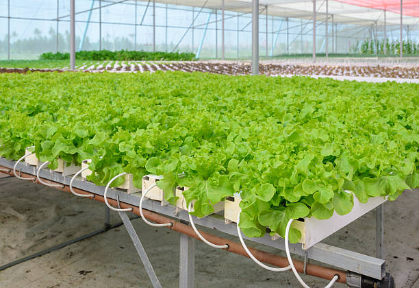 Hydroponic green leaf lettuce vegetables plantation Organic Hydroponic  green leaf lettuce vegetables plantation in aquaponics system aquaponics photos stock pictures, royalty-free photos & images