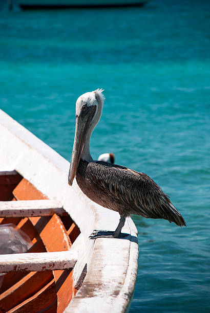 istock Brown Pelican on boat 483922818