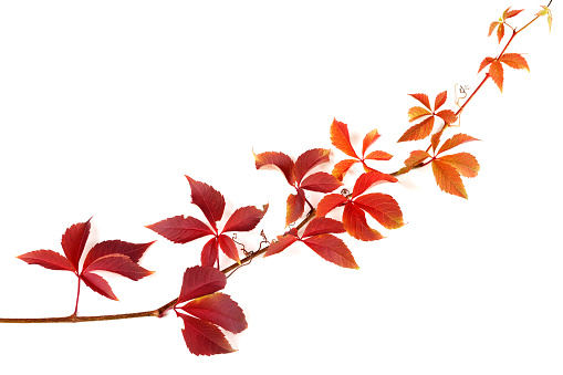 Twig of autumnal grapes leaves. Parthenocissus quinquefolia foliage. Isolated on white background with copy space