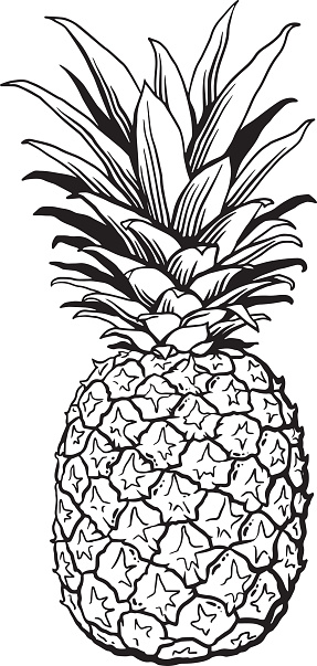 Quality pen and ink drawing of a pineapple. Vector Illustration.