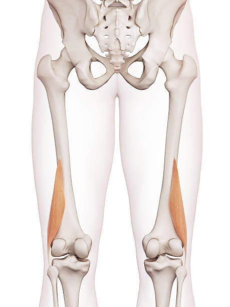 istock the biceps femoris short 483923812