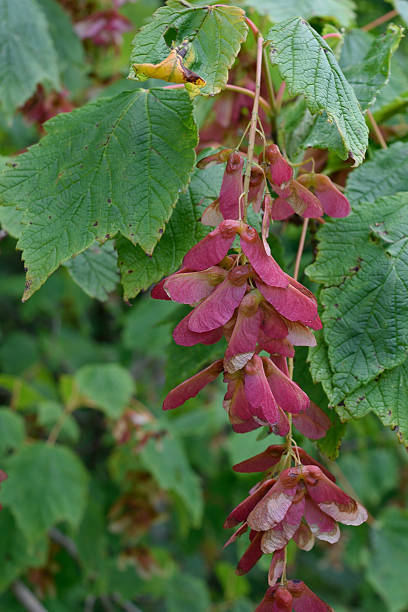 montagna maple (acero foglie e semi di spicatum - maple keys seed maple tree red foto e immagini stock