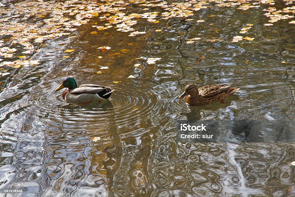 Pair of Ducks Swimming in Autumn - Pareja de Patos Pair of ducks female male swimming in a lake with yellow fallen leaves of autumn - Pareja de patos macho hembra nadando en un lago con hojas amarillas caidas del otoño 2015 Stock Photo