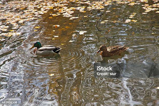 Pair Of Ducks Swimming In Autumn Pareja De Patos Stock Photo - Download Image Now - 2015, Animal, Autumn