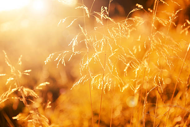 istock Beauty In Nature 483928808