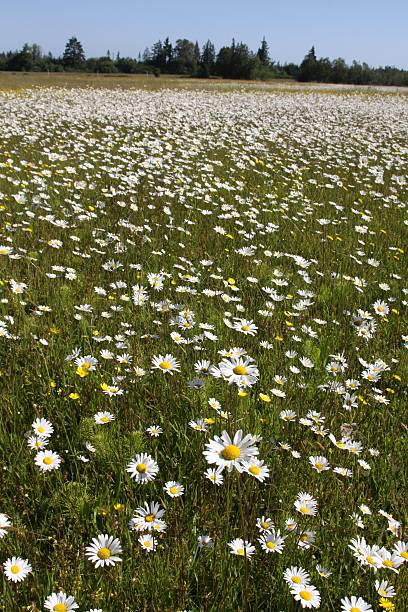 istock Vast Field Of Daisies 483929148