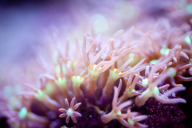 Purple star polyp coral stock photo