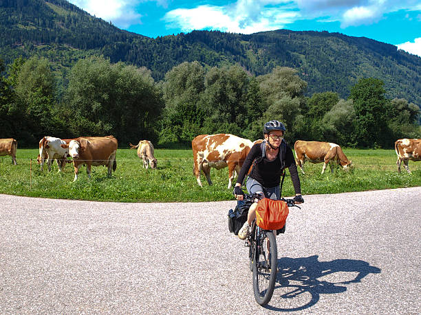 istock View of drau cycle path with biker and cows, Austria 483930208