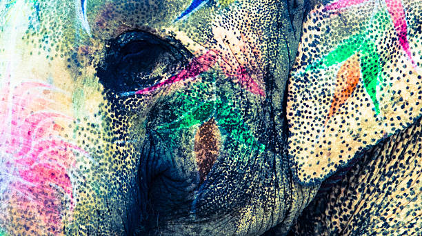 istock Close-Up of an Indian Elephant Face 483930254