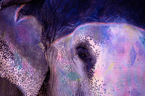 Jaipur,elephant,painted,