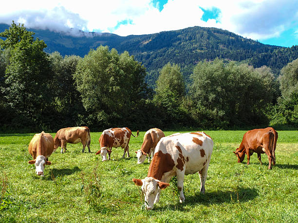 istock Rural Austria with cows near Drauradweg R1 483930274