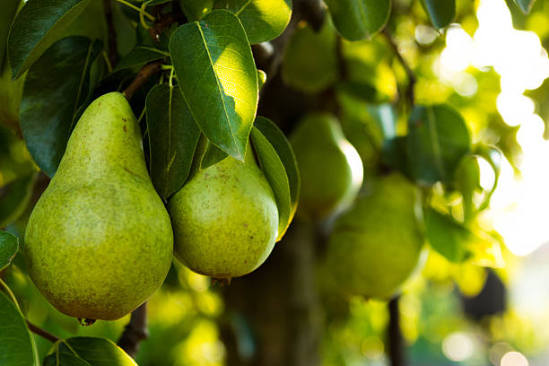 Pear Ripe Pears on a Tree. pear stock pictures, royalty-free photos & images