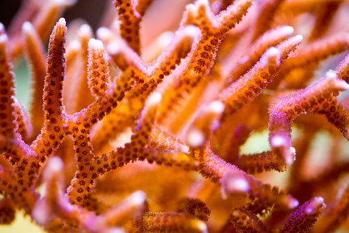 Organic texture of Elephant skin hard coral (Pachyseris speciosa)
