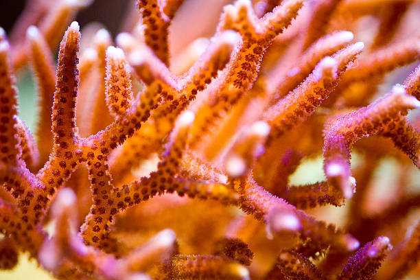 Pink Birdsnest Coral stock photo