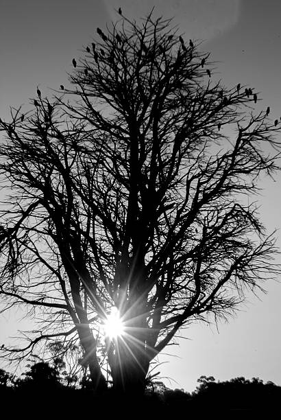 istock silhouette of a tree with birds 483933188