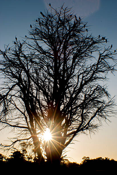 istock silhouette of a tree filled with birds 483933192