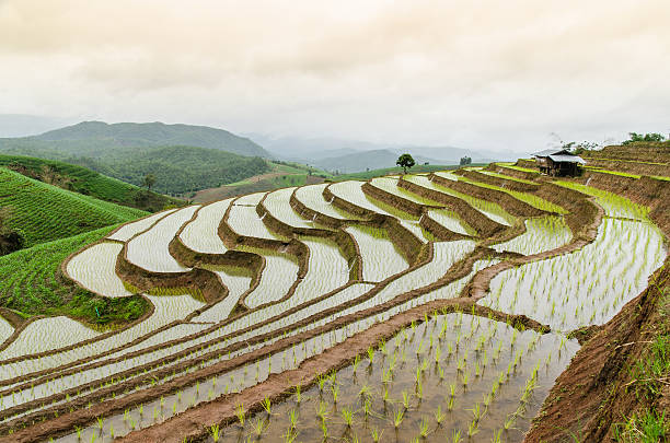 istock rice terraces in northern thailand 483933592