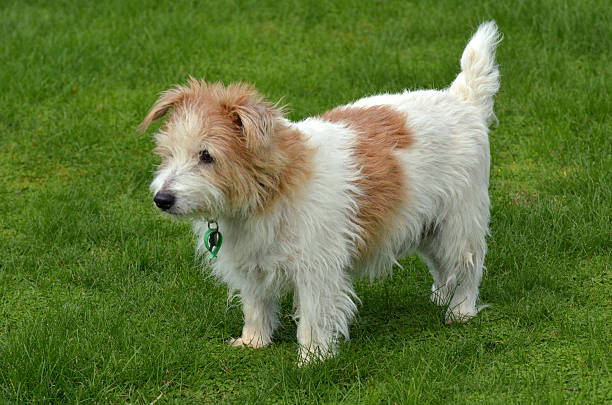 istock Norfolk Terrier stand on green grass 483933678