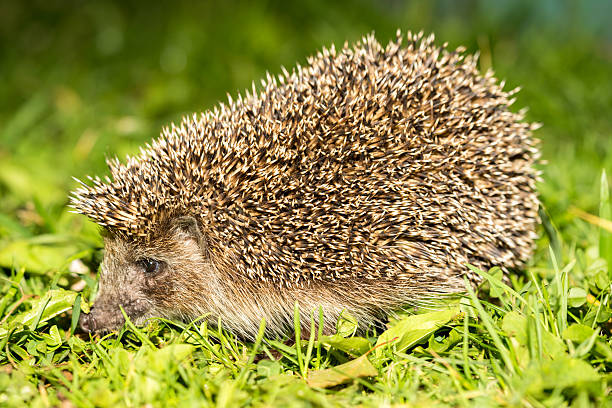 istock Young hedgehog in natural habitat 483933716