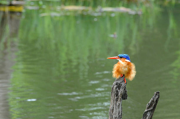 istock Malachite kingfisher in wind and rain 483934810