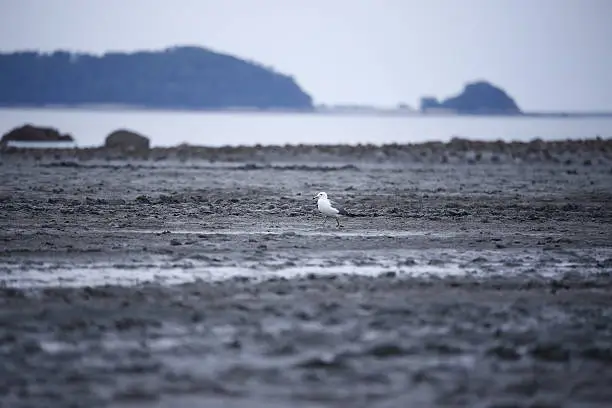 Photo of Seagull walking on the foreshore