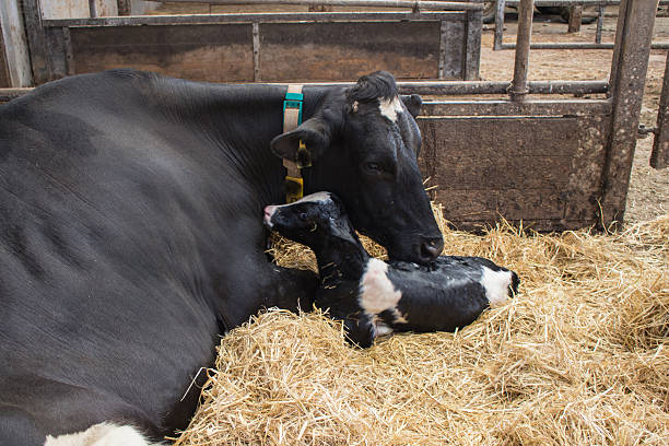 mucca latte con neonato in vitello - calf foto e immagini stock