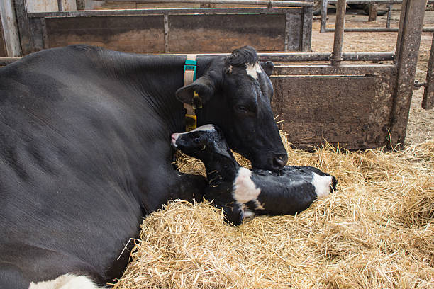 Dairy cow and newborn.  Taken July 2015