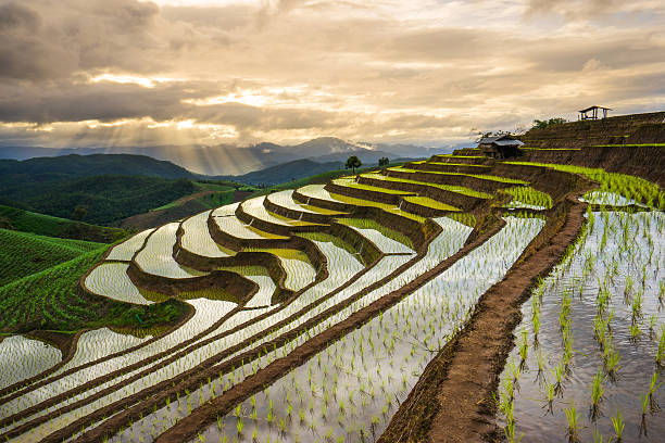istock Terraced Rice Field in Mae Cham, Chiangmai, Thailand. 483935320