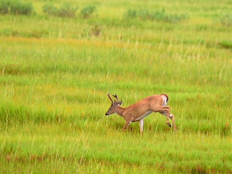 A young Whitetail buck running through a salt marsh at the Assateague Island National Seashore still has the velvet on his antlers as he get all prepped up for mating season