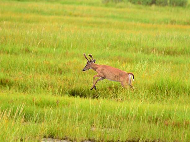 istock Assateague Whitetail Leaping Young Buck 483935868