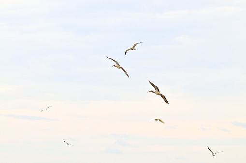 Included for free is a Herring Gull in this morning shot of marsh birds in flight with loads of copy space and gentle colors