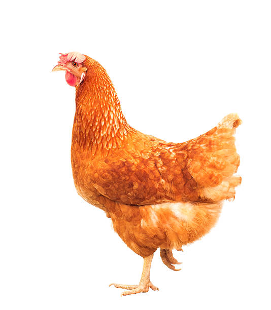 istock brown hen livestock isolated white 483936686