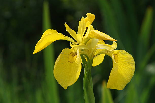 yellow swamp iris yellow swamp iris in the Scottish Highlands standort stock pictures, royalty-free photos & images