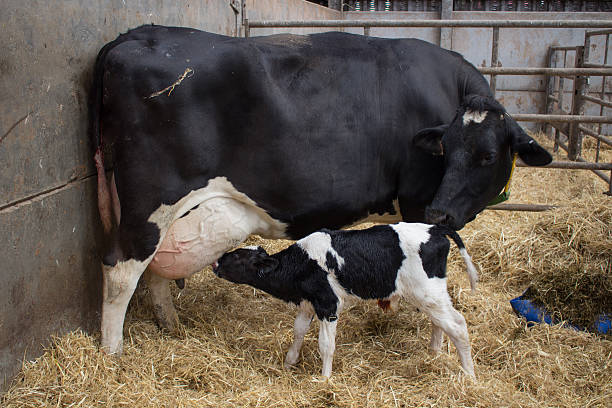 istock Newborn calf suckling dairy cow 483936834