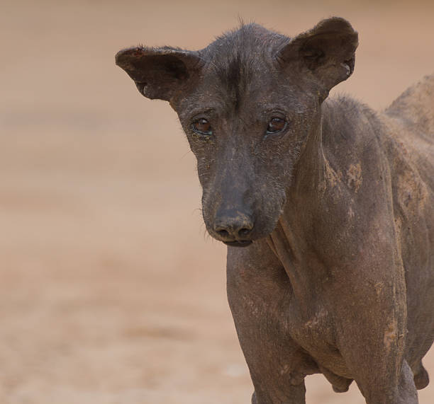 140+ Mangy Dog Stock Photos, Pictures & Royalty-Free Images - iStock | Dirty dog, Old dog, Mutt