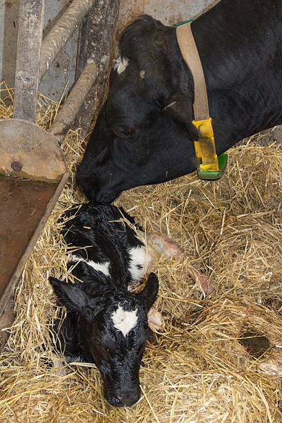 istock Newborn calf with dairy cow 483937396