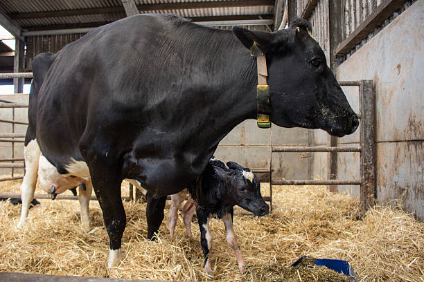 istock Newborn calf with dairy cow 483937400