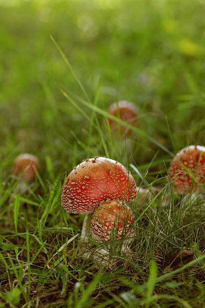 istock Red poisonous mushroom in the field 483943748