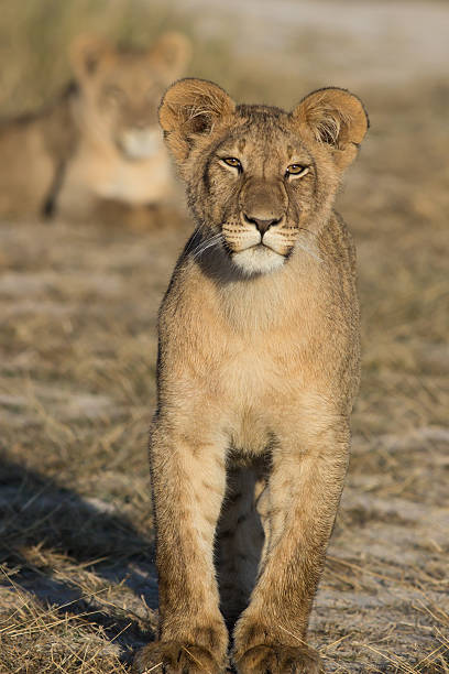 standing young lion stock photo
