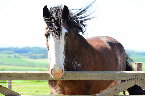 clydesdale - clydesdale stok fotoğraflar ve resimler